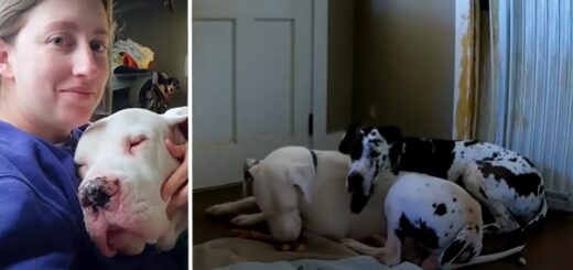 chien souffrant d’anxiété