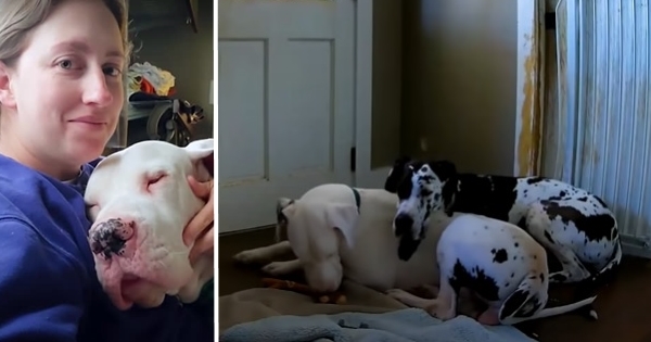 chien souffrant d’anxiété