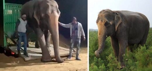 éléphante aveugle liberté