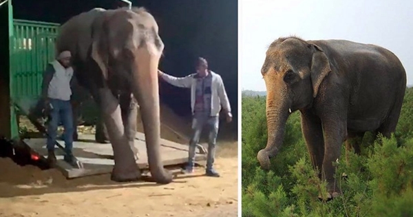 éléphante aveugle liberté