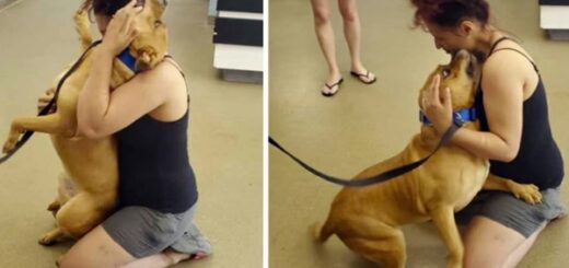 femme retrouve chien disparu refuge