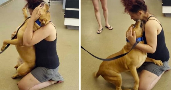 femme retrouve chien disparu refuge