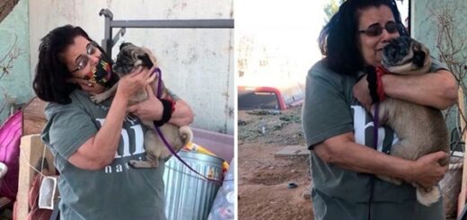 femme retrouve son chien 6 ans plus tard