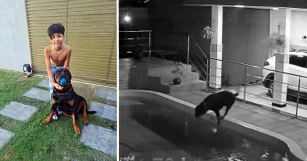 garçon saute dans la piscine sauver chien