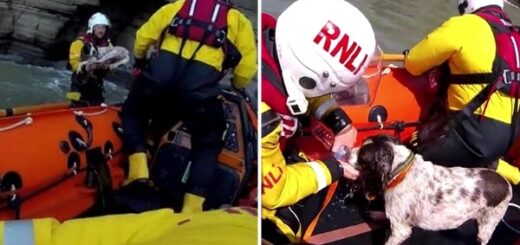 gardes-côtes sauvent chien disparu