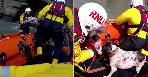 gardes-côtes sauvent chien disparu