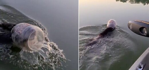 ourson tête bouteille plastique