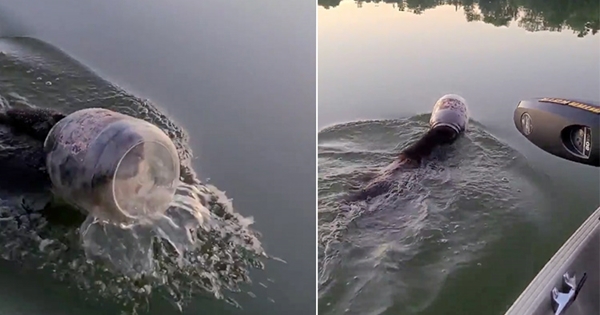 ourson tête bouteille plastique