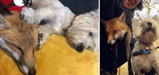 renard ami des chiens