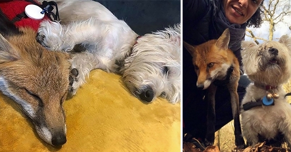 renard ami des chiens