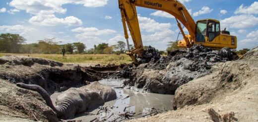 sauvetage éléphant coincé dans la boue