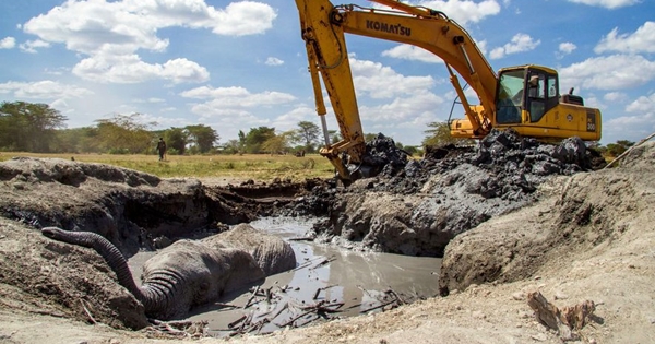 sauvetage éléphant coincé dans la boue