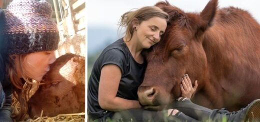 amitié avec un taureau