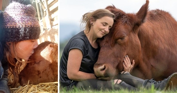 amitié avec un taureau