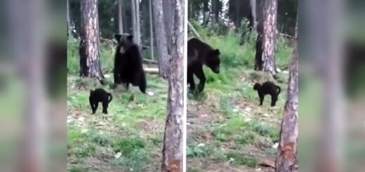 chat affronte ours brun