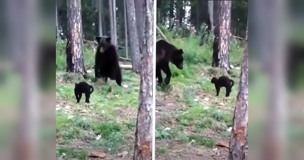 chat affronte ours brun
