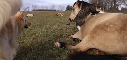 chat saute sur un cheval qui dort