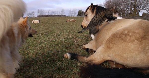 chat saute sur un cheval qui dort