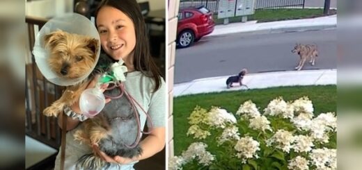 chien Yorkshire terrier héroïque sauve sa jeune propriétaire