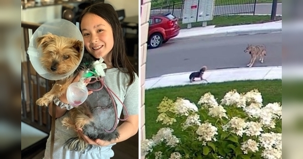 chien Yorkshire terrier héroïque sauve sa jeune propriétaire