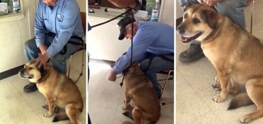 chien âgé abandonné à la SPA