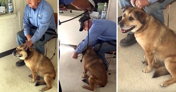 chien âgé abandonné à la SPA