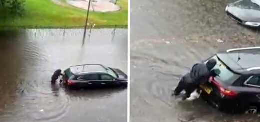 chien aide propriétaire à pousser une voiture dans l'inondation