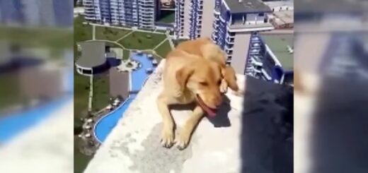 chien coincé 36e étage