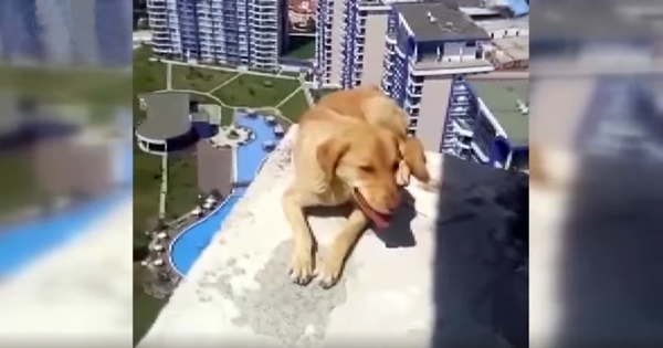 chien coincé 36e étage