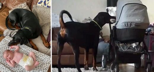 chien doberman réconforte un bébé qui pleure