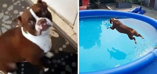 chien fait semblant d'avoir besoin de faire pipi