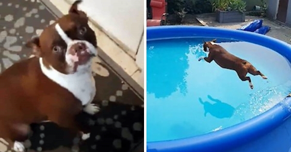 chien fait semblant d'avoir besoin de faire pipi