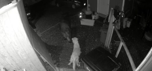 chien golden retriever ours brun