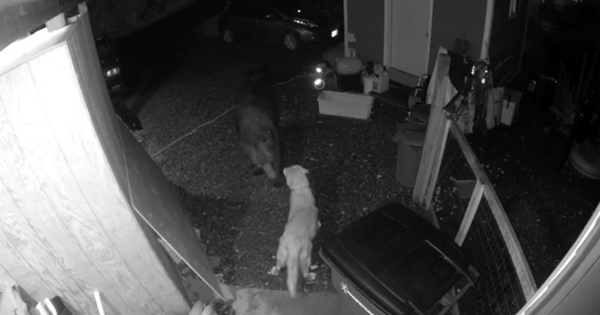 chien golden retriever ours brun