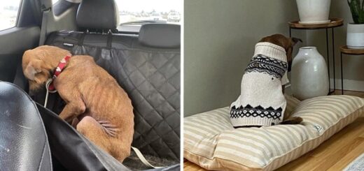 chien ne regardait personne dans les yeux