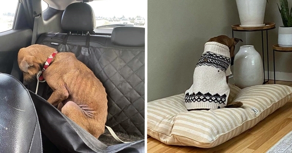 chien ne regardait personne dans les yeux