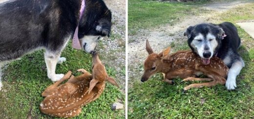 chien prend soin d'un faon