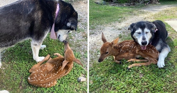 chien prend soin d'un faon