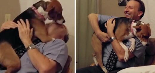 chien risquait qui l'euthanasie est sauvé