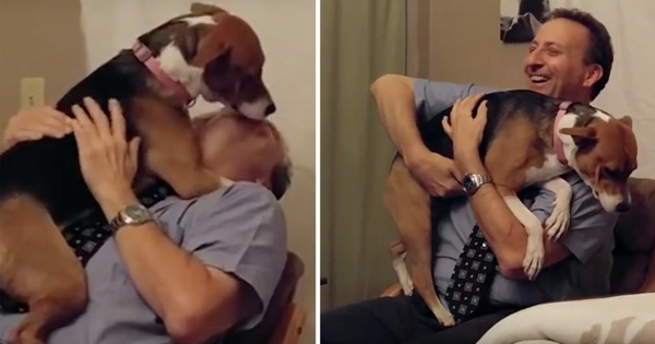 chien risquait qui l'euthanasie est sauvé