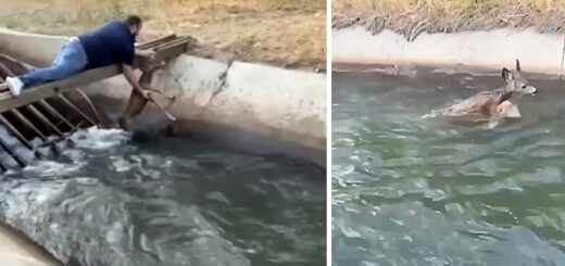 homme sauve une biche d'un canal