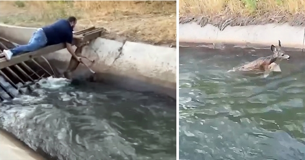 homme sauve une biche d'un canal