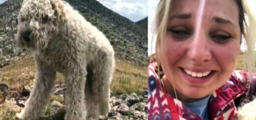 jeune femme retrouve son chien après accident