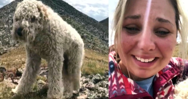 jeune femme retrouve son chien après accident