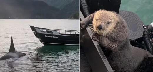 loutre de mer échappe aux épaulards
