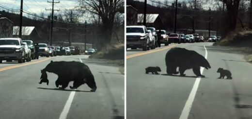 maman ours traverse la route avec ses bébés