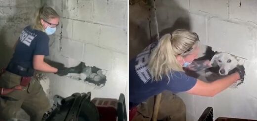 pompiers sauvent chien piégé dans un mur