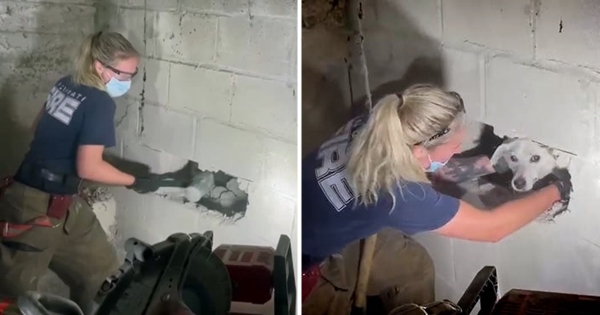 pompiers sauvent chien piégé dans un mur