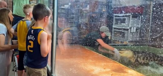 soigneuse attaquée par un alligator zoo