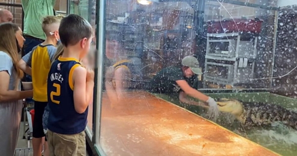 soigneuse attaquée par un alligator zoo